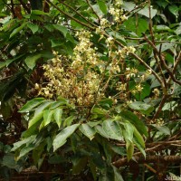 Archidendron bigeminum (L.) I.C.Nielsen